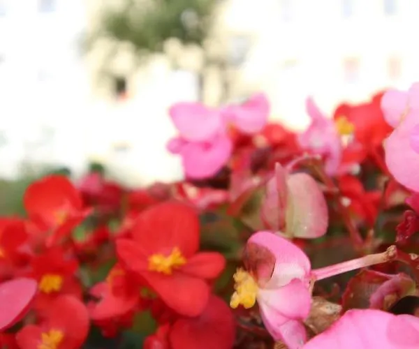 Zentrale Mit Gartennutzung *